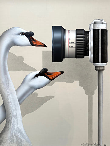 Photorealistic painting of two swans looking into a camera against a white background by James Carter at Cottage Curator - Sperryville VA Art Gallery