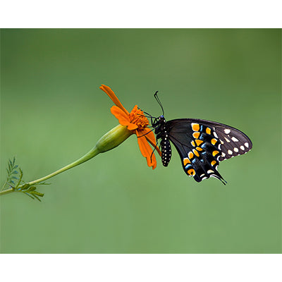 Eastern Black Swallowtail (H&V)