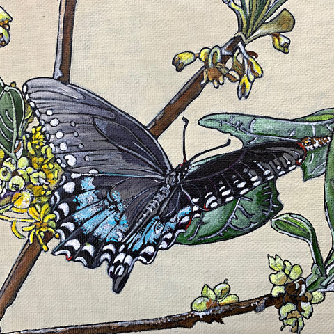 Detail of painting of sassafras bushes with yellow flowers and spicebush swallowtail butterfies in various stages against a cream background by Frances Coates at Cottage Curator - Sperryville VA Art Gallery