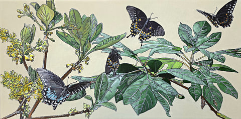 Painting of sassafras bushes with yellow flowers and spicebush swallowtail butterfies in various stages against a cream background by Frances Coates at Cottage Curator - Sperryville VA Art Gallery