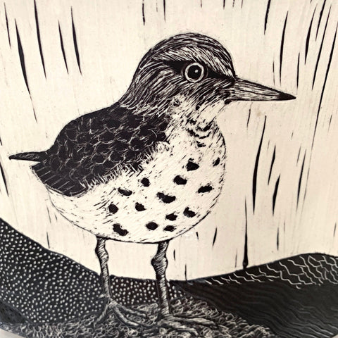Spotted Sandpiper Suite