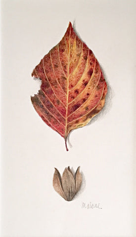 Drawing of an orange and red autumn leaf by Vicki Malone at Cottage Curator art gallery 