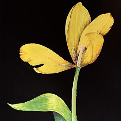 Yellow Tulip by Vicki Malone - Cottage Curator - Sperryville VA Art Gallery