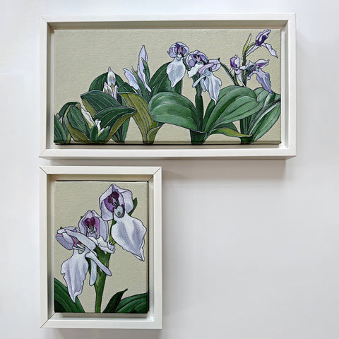 Showy Orchis Suite