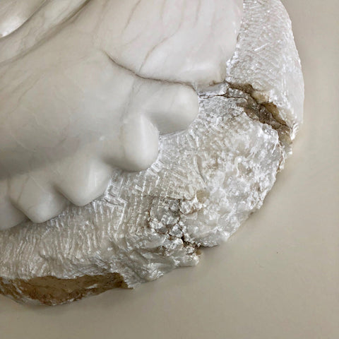 Paleozoic Shell
