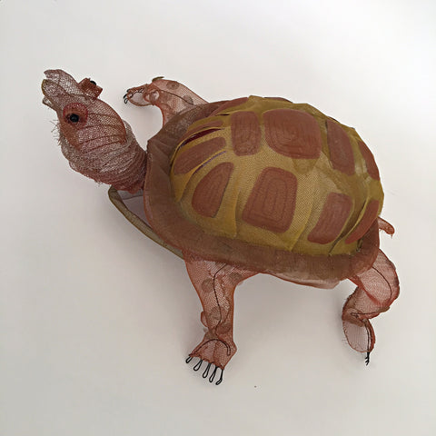 Box Turtle
