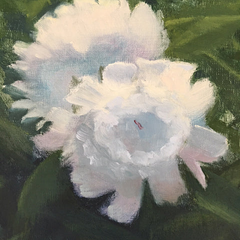 Peonies