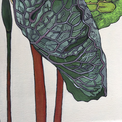 Detail of painted Bloodroot flower and leaves by Frances Coates