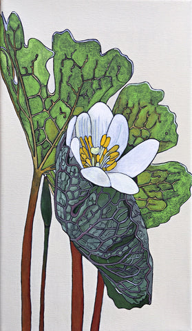 Painted Bloodroot flower and leaves by Frances Coates