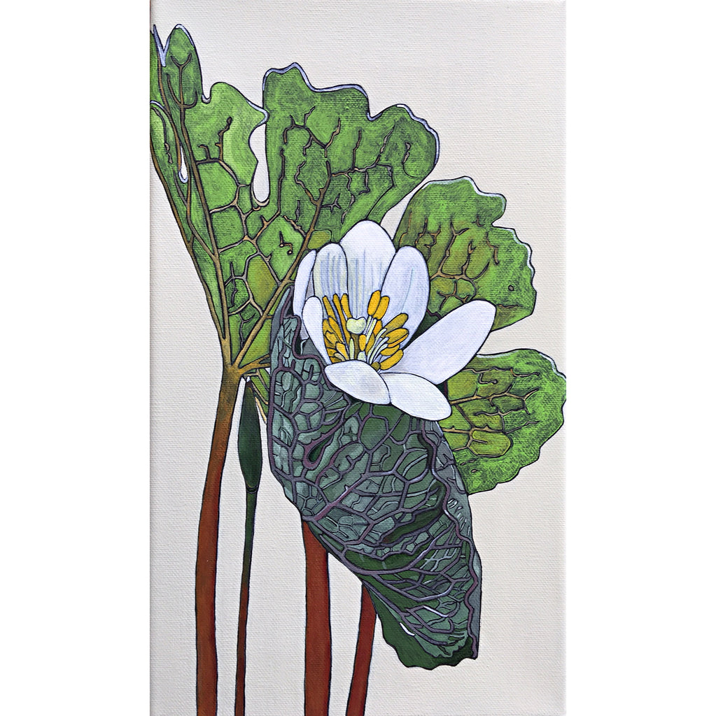 Painted Bloodroot flower and leaves by Frances Coates