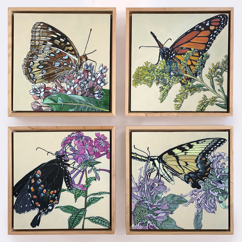 Four painting suite of butterflies - Great Spangled Fritillary, Monarch, Spicebush Swallowtail, Tiger Swallowtail - by Frances Coates at Cottage Curator - Sperryville VA Art Gallery