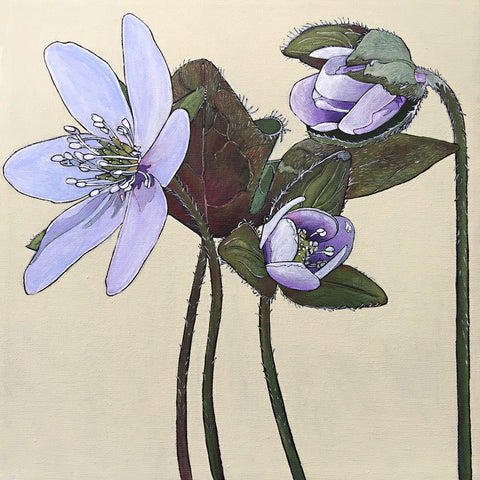 Hepatica