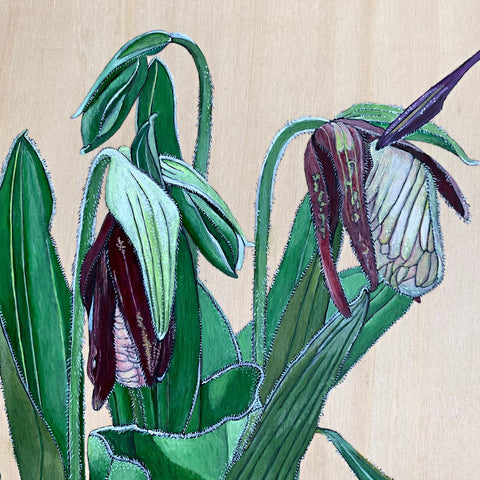 Detail of Painting of Pink Lady's-Slipper Stages in green and pink on wood panel by Frances Coates - Cottage Curator - Sperryville VA Art Gallery