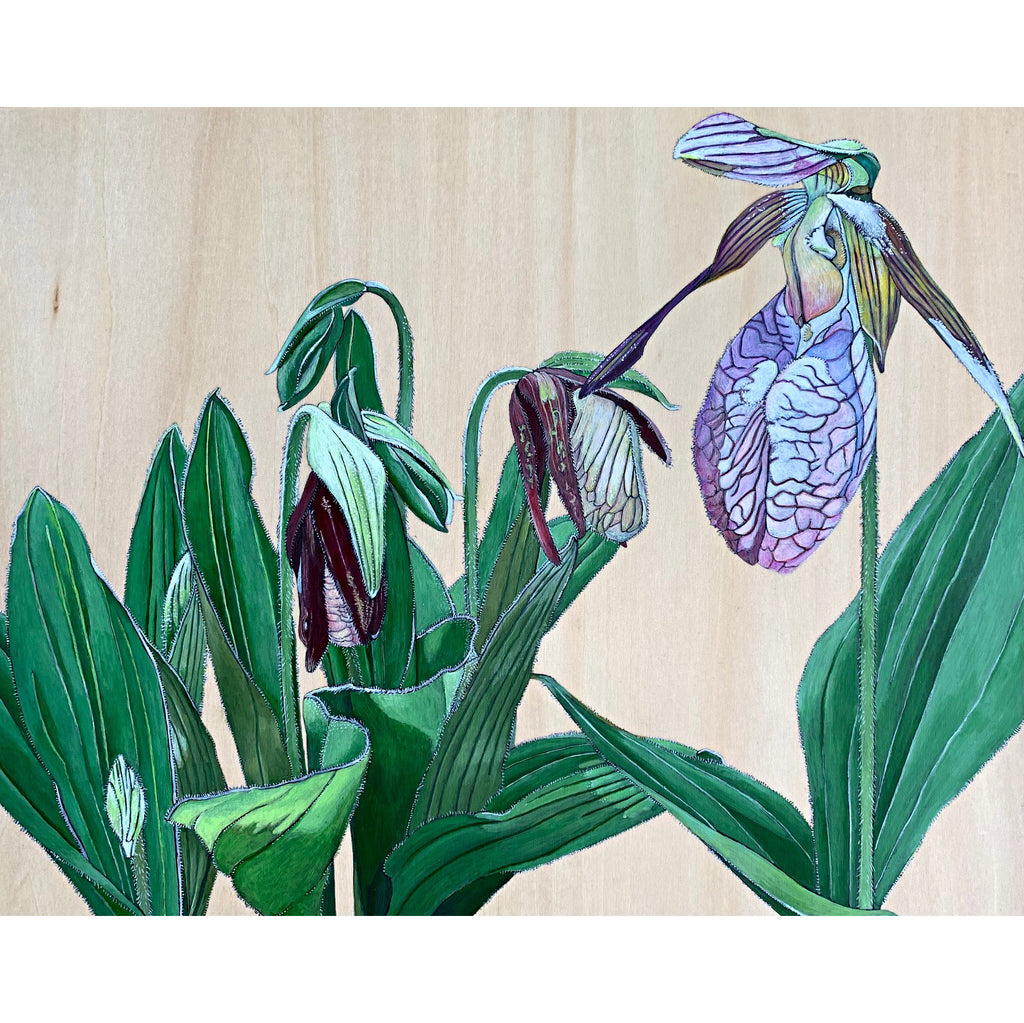 Painting of Pink Lady's-Slipper Stages in green and pink on wood panel by Frances Coates - Cottage Curator - Sperryville VA Art Gallery