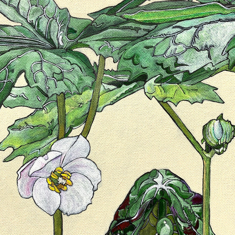 Detail of botanical painting with mayapple stages and box turtle by Frances Coates - Painting of pinxter azalea stages on white background by Frances Coates at Cottage Curator - Sperryville VA Art Gallery