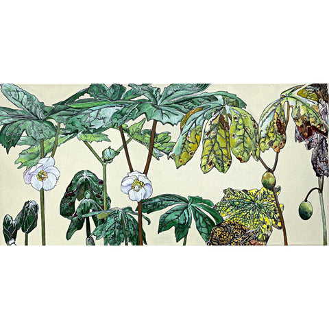 Botanical painting with mayapple stages and box turtle by Frances Coates - Painting of pinxter azalea stages on white background by Frances Coates at Cottage Curator - Sperryville VA Art Gallery