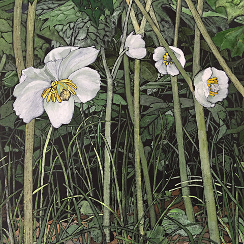 Mayapples