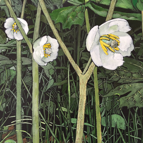 Mayapples