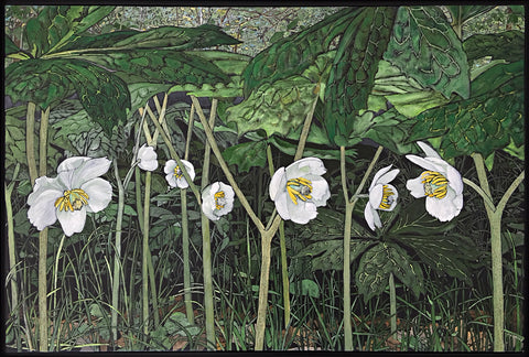 Mayapples