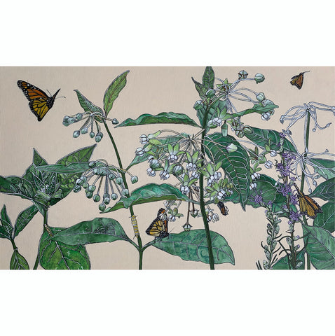Monarchs with Poke Milkweed, Stages
