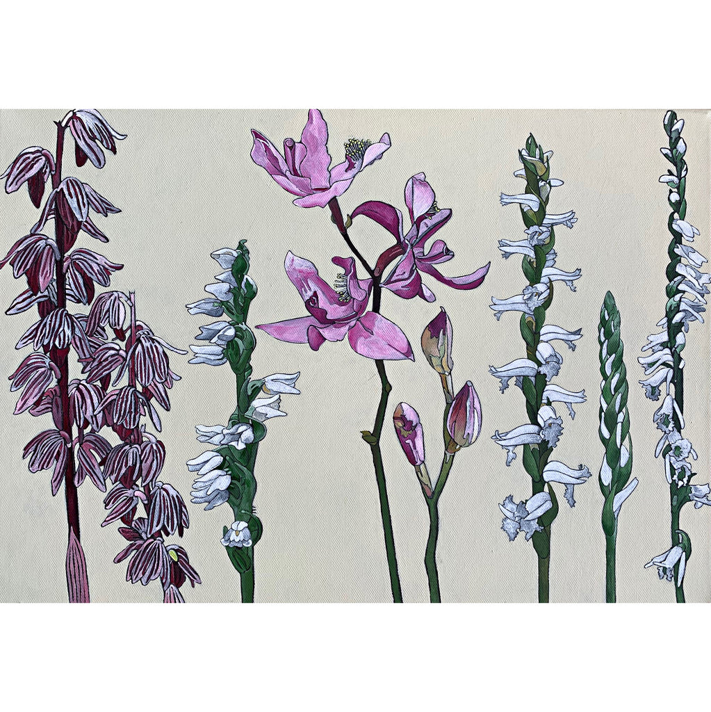 Painting of orchid family in greens, pinks, and whites against a white background by Frances Coates at Cottage Curator - Sperryville VA Art Gallery