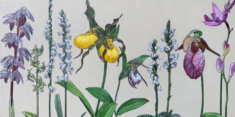 Acrylic painting of orchids in pink white and yellow at various stages against a white background by France Coates at Cottage Curator - Sperryvile VA Art Gallery