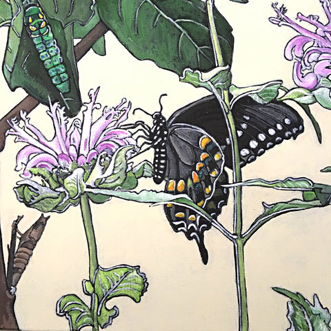 Painting of spicebush swallowtail butterflies in various stages on plants by Frances Coates at Cottage Curator - Sperryville VA Art Gallery