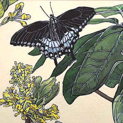 Painting of spicebush swallowtail butterflies in various stages on plants by Frances Coates at Cottage Curator - Sperryville VA Art Gallery