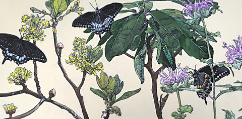 Painting of spicebush swallowtail butterflies in various stages on plants by Frances Coates at Cottage Curator - Sperryville VA Art Gallery