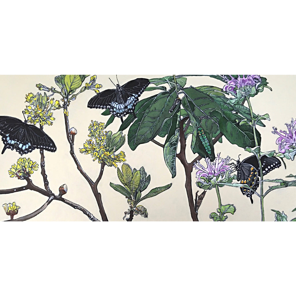 Painting of spicebush swallowtail butterflies in various stages on plants by Frances Coates at Cottage Curator - Sperryville VA Art Gallery
