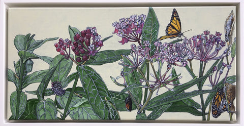 Swamp Milkweed/Monarch Stages