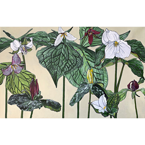 Painting of trillium plants with pink and white flowers and luscious green leaves against a cream background by Frances Coates at Cottage Curator - Sperryville VA Art Gallery