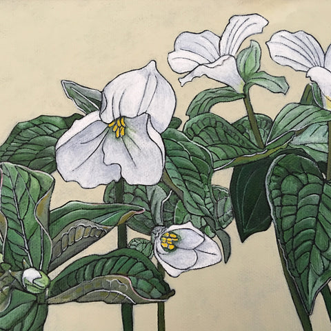 Trillium Grandiflorum Stages