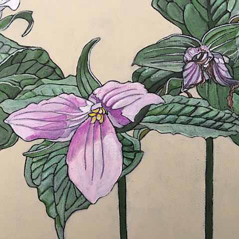 Trillium Grandiflorum Stages