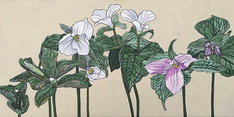 Trillium Grandiflorum Stages
