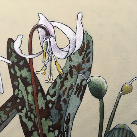 Trout Lily Stages
