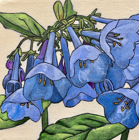 Virginia Bluebell