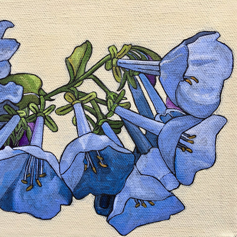 Virginia Bluebell