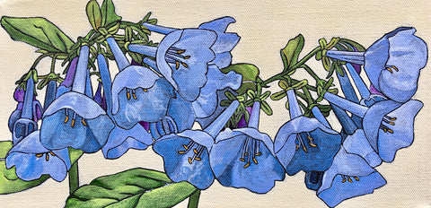 Virginia Bluebell