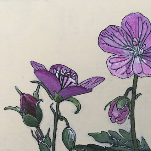 Wild Geranium Stages