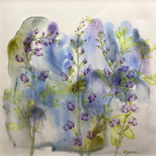 Colored pencil drawing of purple buds on green stalks against a blue watercolor background by Ann Currie at Cottage Curator - Sperryville VA Art Gallery
