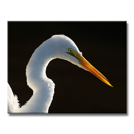 Great Egret (Backlit)