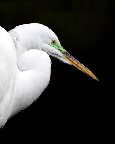 Vertical photograph of Great Egret against black background by Jackie Bailey Labovitz