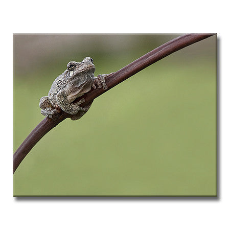 Gray Tree Frog (Horizontal)