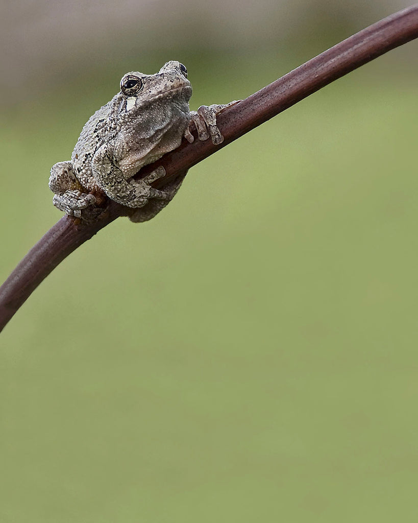 Photograph of tree frog wrapped around a branch with green background by Jackie Bailey Labovitz at Cottage Curator art gallery - Sperryville VA