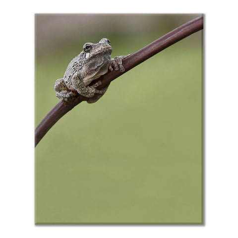 Photograph of tree frog wrapped around a branch with green background by Jackie Bailey Labovitz at Cottage Curator art gallery - Sperryville VA