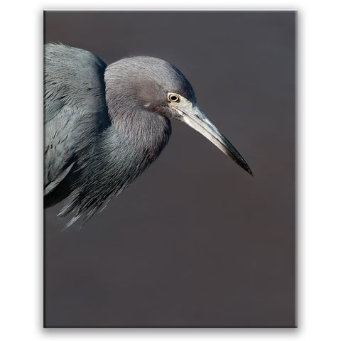 Little Blue Heron (Vertical)