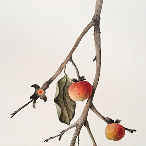 Detail of a watercolor painting of a branch with leaves and persimmons by Vicki Malone at Cottage Curator art gallery
