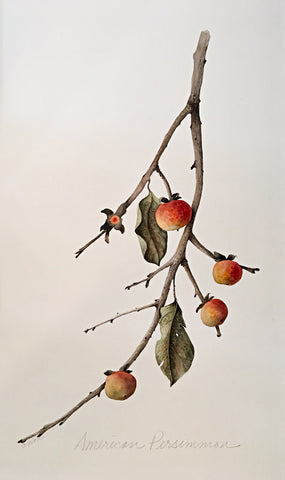 Watercolor painting of a branch with leaves and persimmons by Vicki Malone at Cottage Curator art gallery