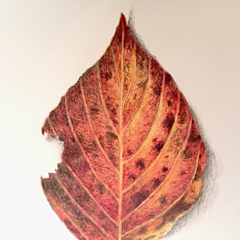 Detail of drawing of an orange and red autumn leaf by Vicki Malone at Cottage Curator art gallery 
